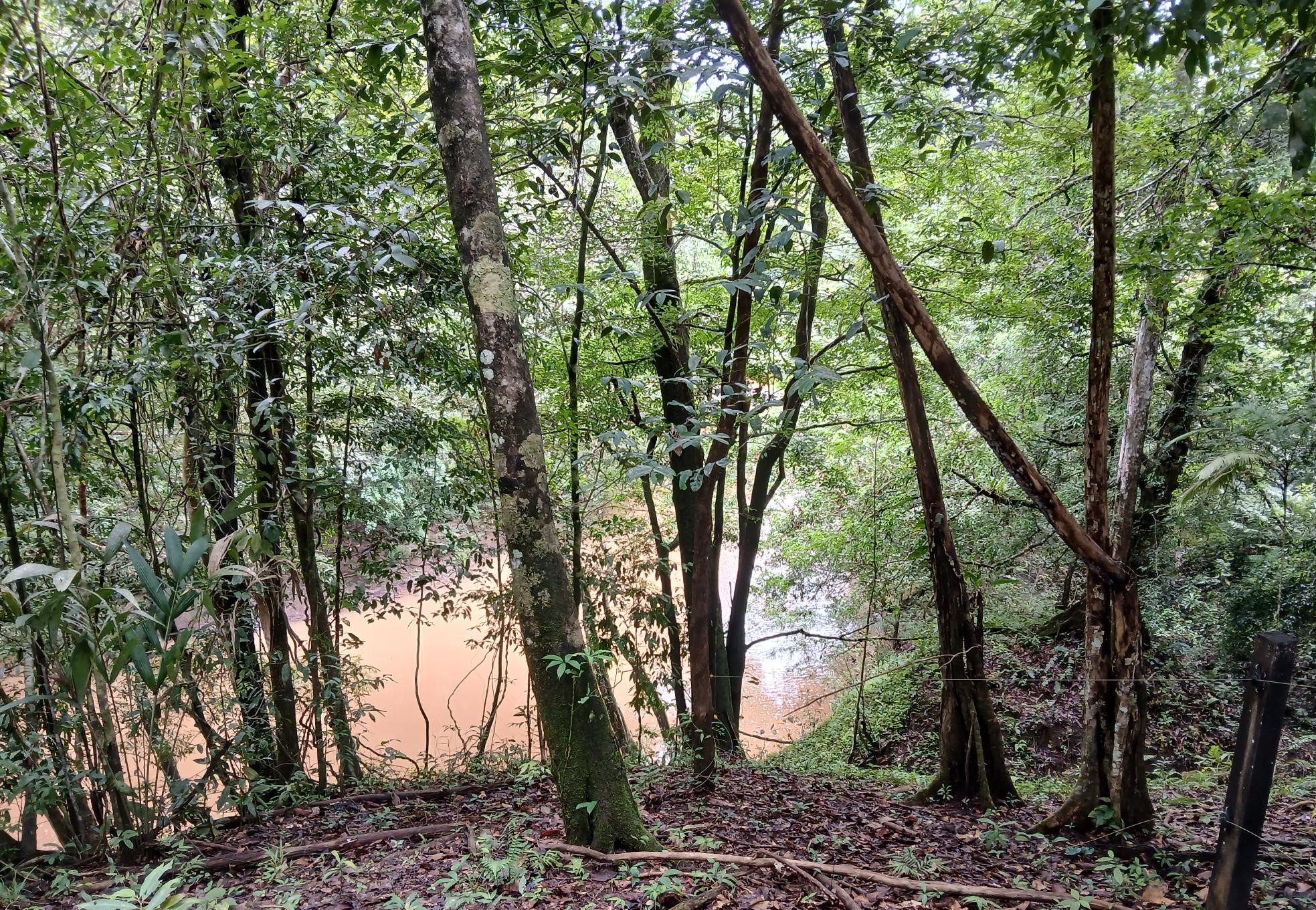 Imagen de bien en venta ubicado en: Darién, Chepigana, Río Congo, Río Congo, Río Congo