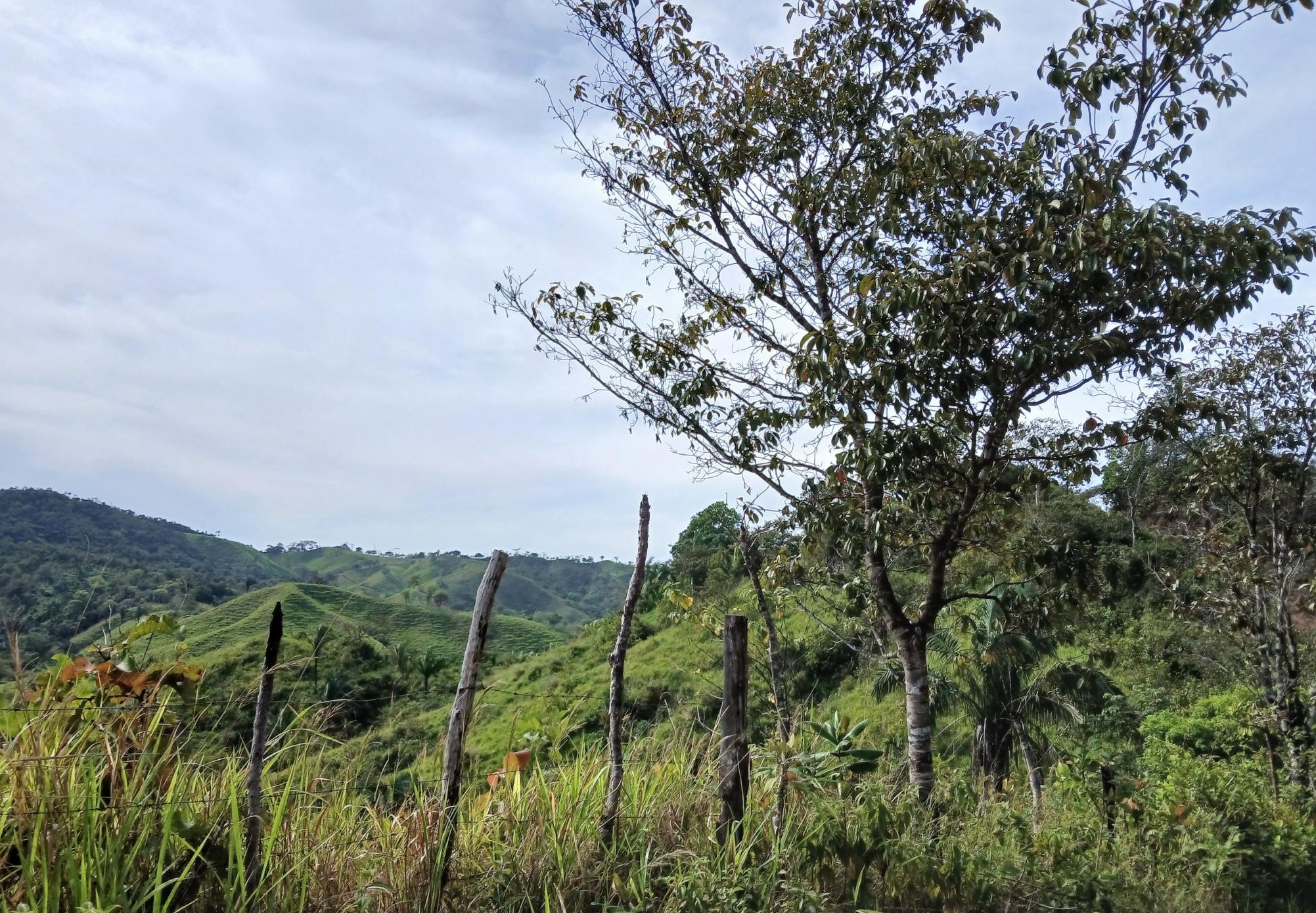 Imagen de bien en venta ubicado en: Herrera, Ocú, Los Llanos, Los Llanos, Camino a El Suay a Los Salitres