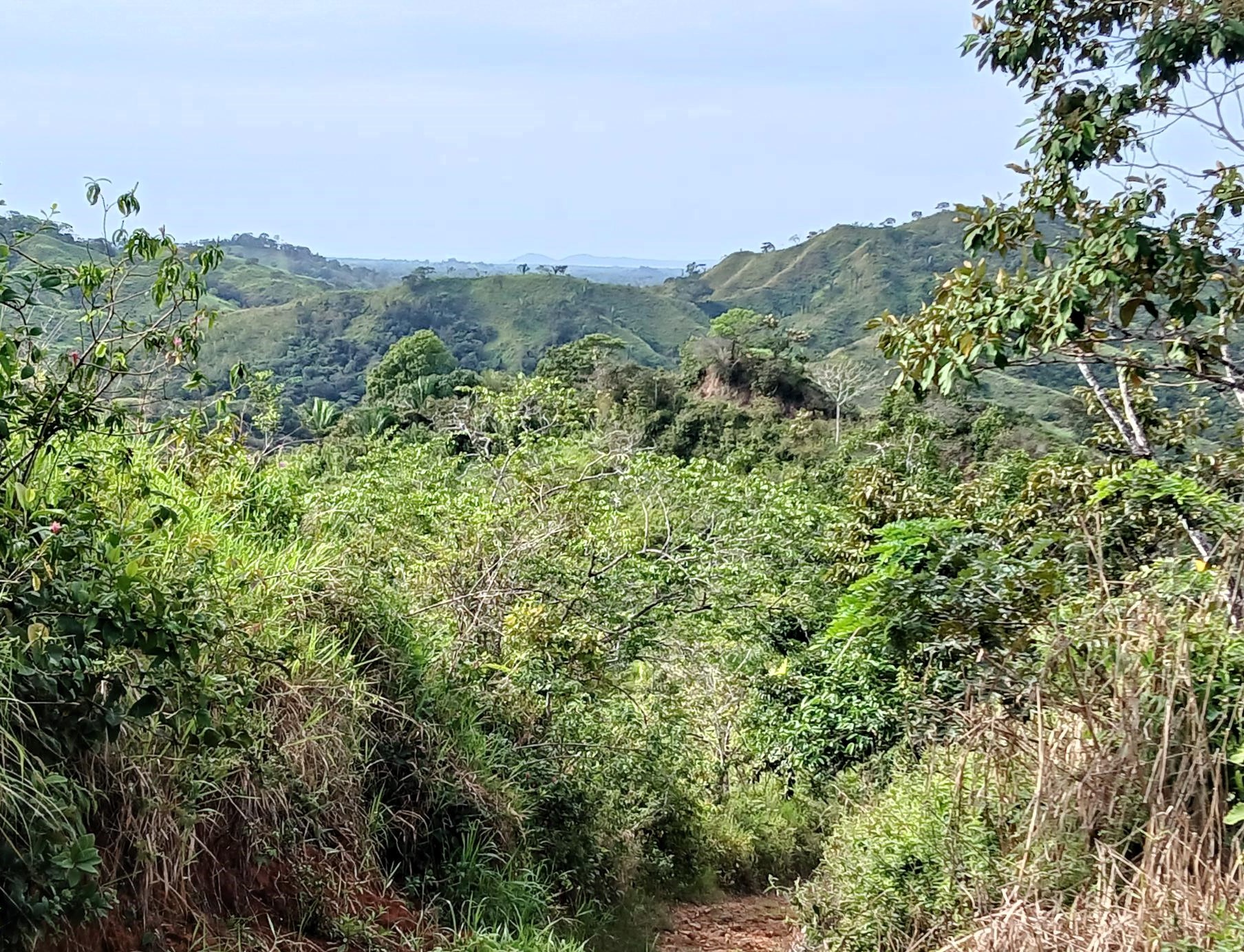 Imagen de bien en venta ubicado en: Herrera, Ocú, Los Llanos, Los Llanos, Camino a El Suay a Los Salitres