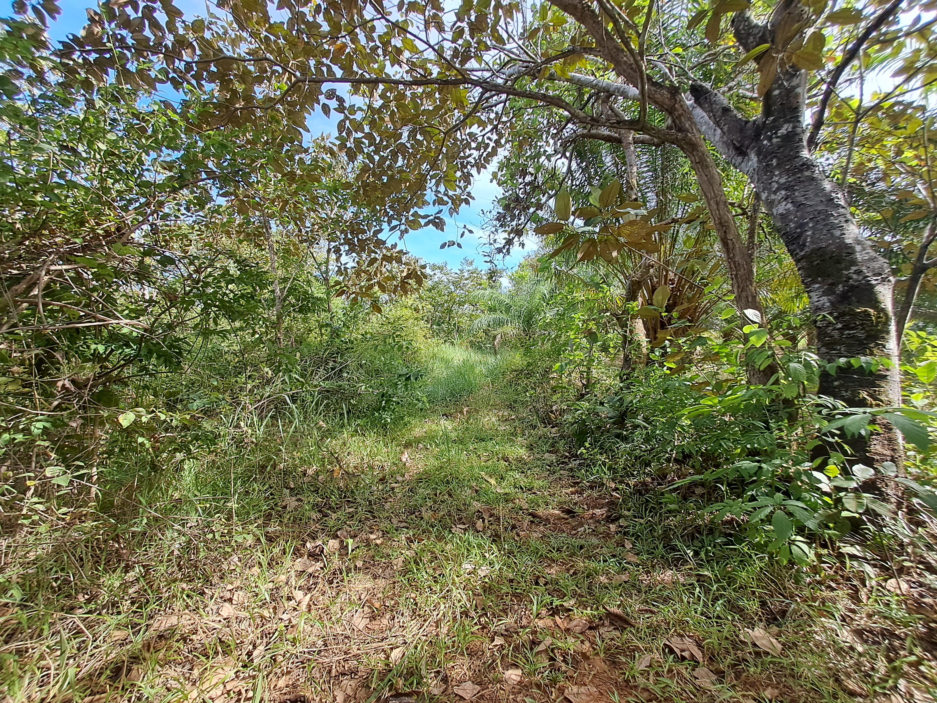 Imagen de bien en venta ubicado en: Los Santos, Macaracas, Macaracas, Botello, 