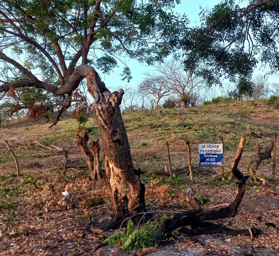 Imagen de bien en venta ubicado en: Los Santos, Guararé, La Enea, Los Cuernitos, 
