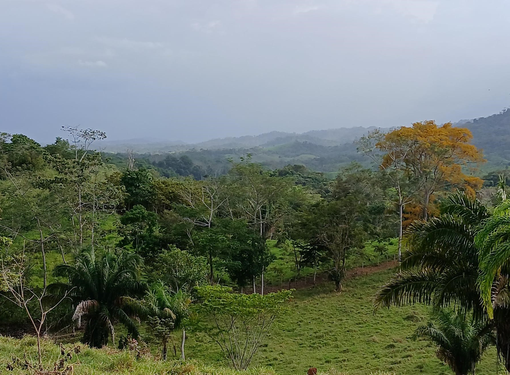 Imagen de bien en venta ubicado en: Darién, Chepigana, La Palma, La Marea, La Marea