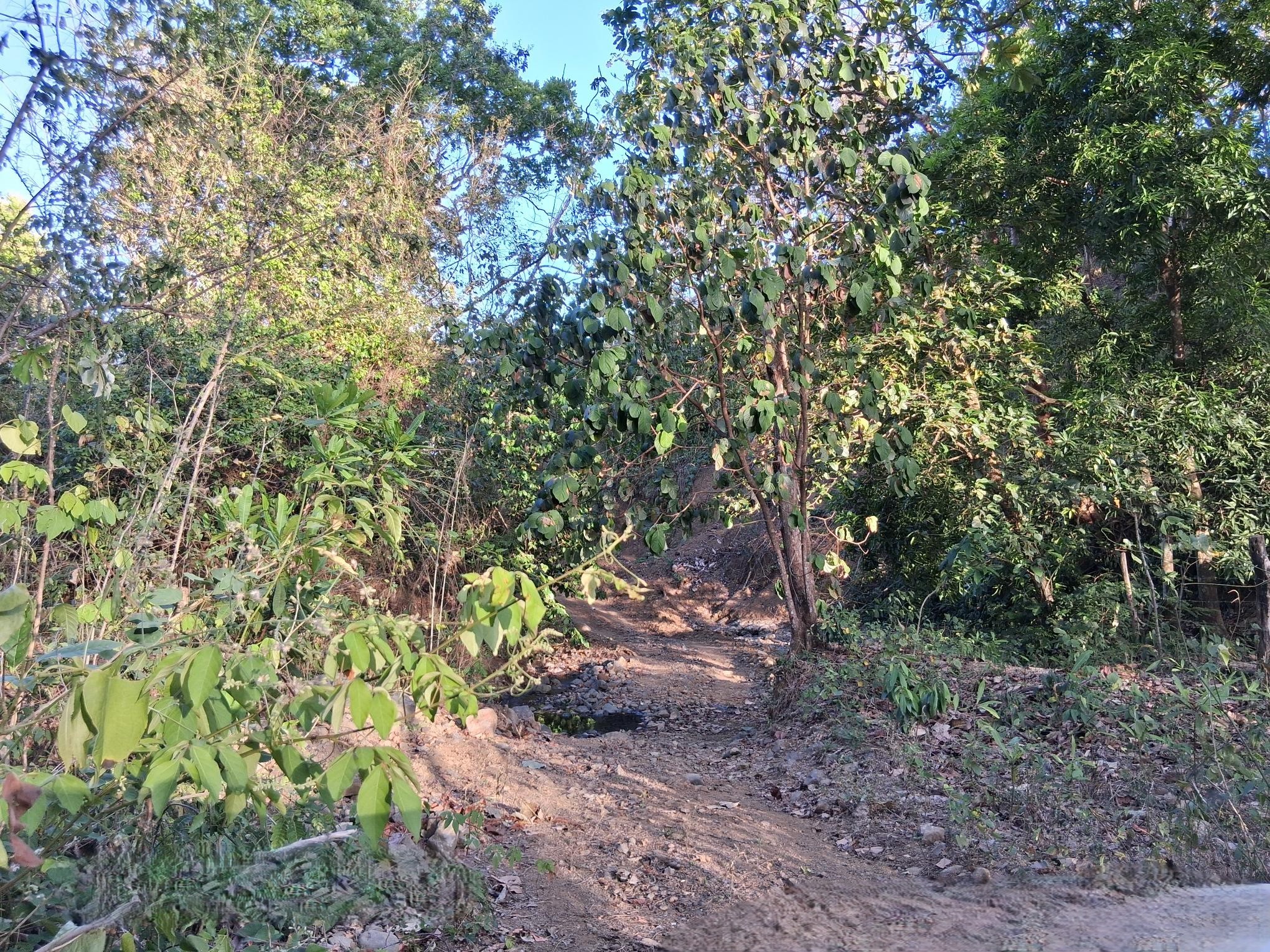 Imagen de bien en venta ubicado en: Los Santos, Tonosí, El Cortezo, La Pintada, El Cortezo