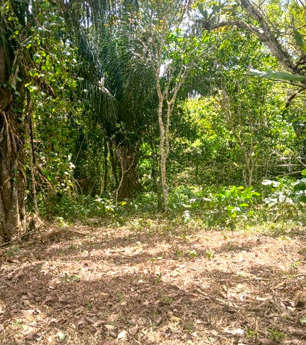 Imagen de bien en venta ubicado en: Panamá Oeste, Capira, Lídice, Cerro Ojo de Agua, 