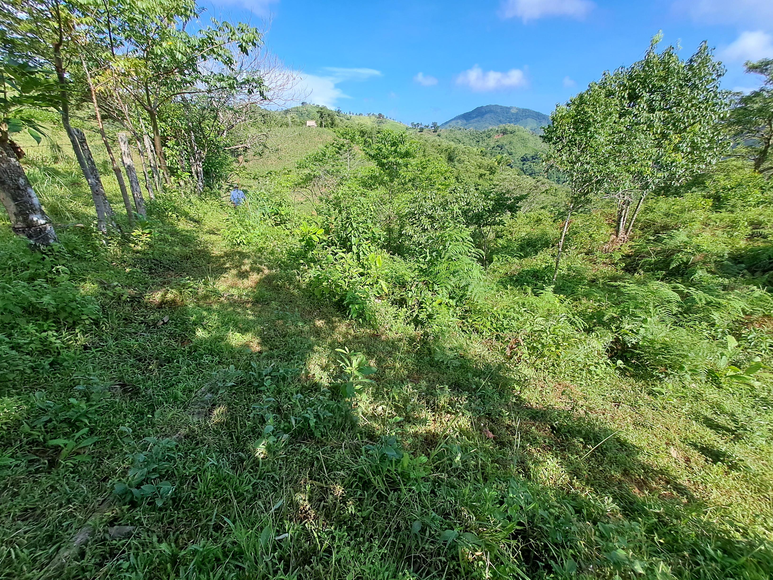 Imagen de bien en venta ubicado en: Veraguas, Soná, Calidonia, Cabismales, 