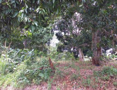 Imagen de bien en venta ubicado en: Panamá Oeste, La Chorrera, Puerto Caimito, Llano Limón, Ave. A, Lote 6-A