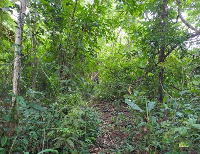 Imagen de bien en venta ubicado en: Veraguas, Soná, Río Grande, El Corralillo, El tigre de San Lorenzo, 