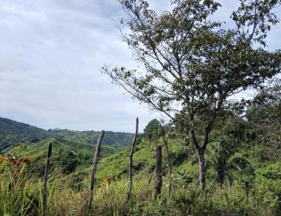 Imagen de bien en venta ubicado en: Herrera, Ocú, Los Llanos, Los Llanos, Camino a El Suay a Los Salitres