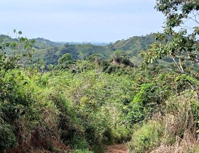 Imagen de bien en venta ubicado en: Herrera, Ocú, Los Llanos, Los Llanos, Camino a El Suay a Los Salitres
