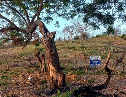 Imagen de bien en venta ubicado en: Los Santos, Guararé, La Enea, Los Cuernitos, 