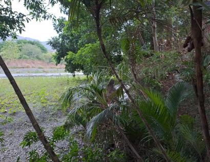 Imagen de bien en venta ubicado en: Los Santos, Tonosí, Guánico, Camino de la zapatosa Ave. María, vía de Guánico Arriba a Cambutal, El poblado de La Zapatosa