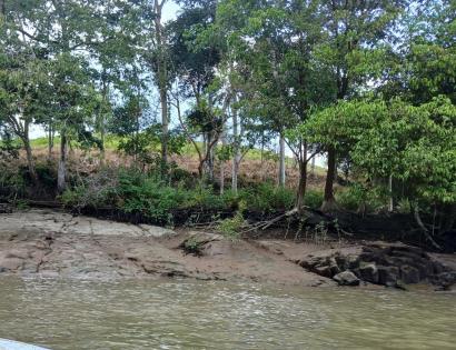 Imagen de bien en venta ubicado en: Darién, Chepigana, La Palma, La Marea, La Marea