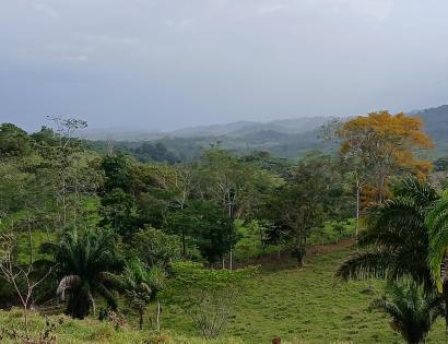 Imagen de bien en venta ubicado en: Darién, Chepigana, La Palma, La Marea, La Marea