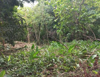 Imagen de bien en venta ubicado en: Colón, Portobelo, Puerto Lindo, Garrote, camino a cacique