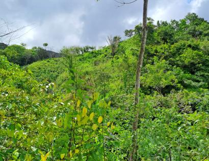Imagen de bien en venta ubicado en: Veraguas, Soná, Bahía Honda, Cabecera del Río Salmonete, 