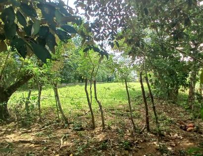 Imagen de bien en venta ubicado en: Veraguas, Santiago, La Raya De Santa María, La Raya De Santa María, Predio 6