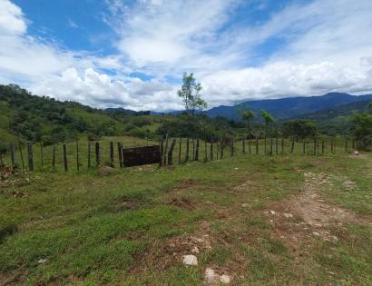 Imagen de bien en venta ubicado en: Bocas del Toro, Chiriquí Grande, Punta Peña, Calle Correg. Punta Peña, Quebrada Camarón