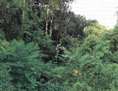 Imagen de bien en venta ubicado en: Colón, Colón, Puerto Pilón, Santa Rita Arriba