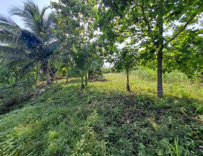 Imagen de bien en venta ubicado en: Darién, Pinogana, Yaviza, Subiendo  por el río Chucunaque y el río Chico