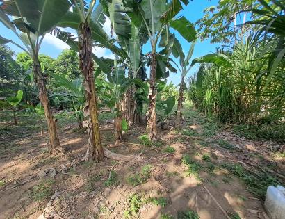 Imagen de bien en venta ubicado en: Darién, Pinogana, Yaviza, Subiendo  por el río Chucunaque y el río Chico