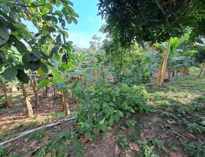 Imagen de bien en venta ubicado en: Darién, Pinogana, Yaviza, Subiendo  por el río Chucunaque y el río Chico