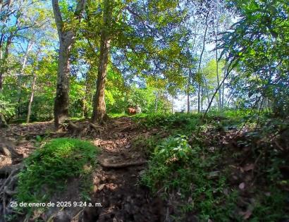Imagen de bien en venta ubicado en: Darién, Chepigana, Santa Fé, Agua Clara Arriba, Santa Fe