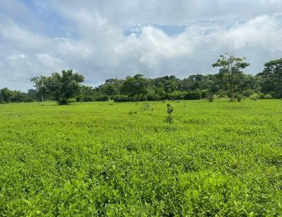 Imagen de bien en venta ubicado en: Darién, Pinogana, Metetí, Pinogana
