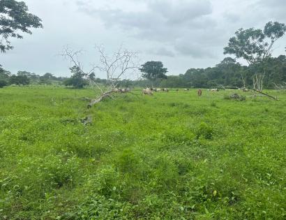 Imagen de bien en venta ubicado en: Darién, Pinogana, Metetí, Pinogana